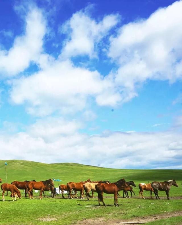 明天共有幾張滬牌拍賣公告
